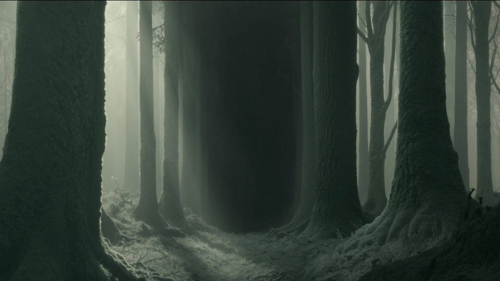 A cathedral-height forest of pale-barked birches, moss underfoot, ancient and watchful, the Leszy's domain